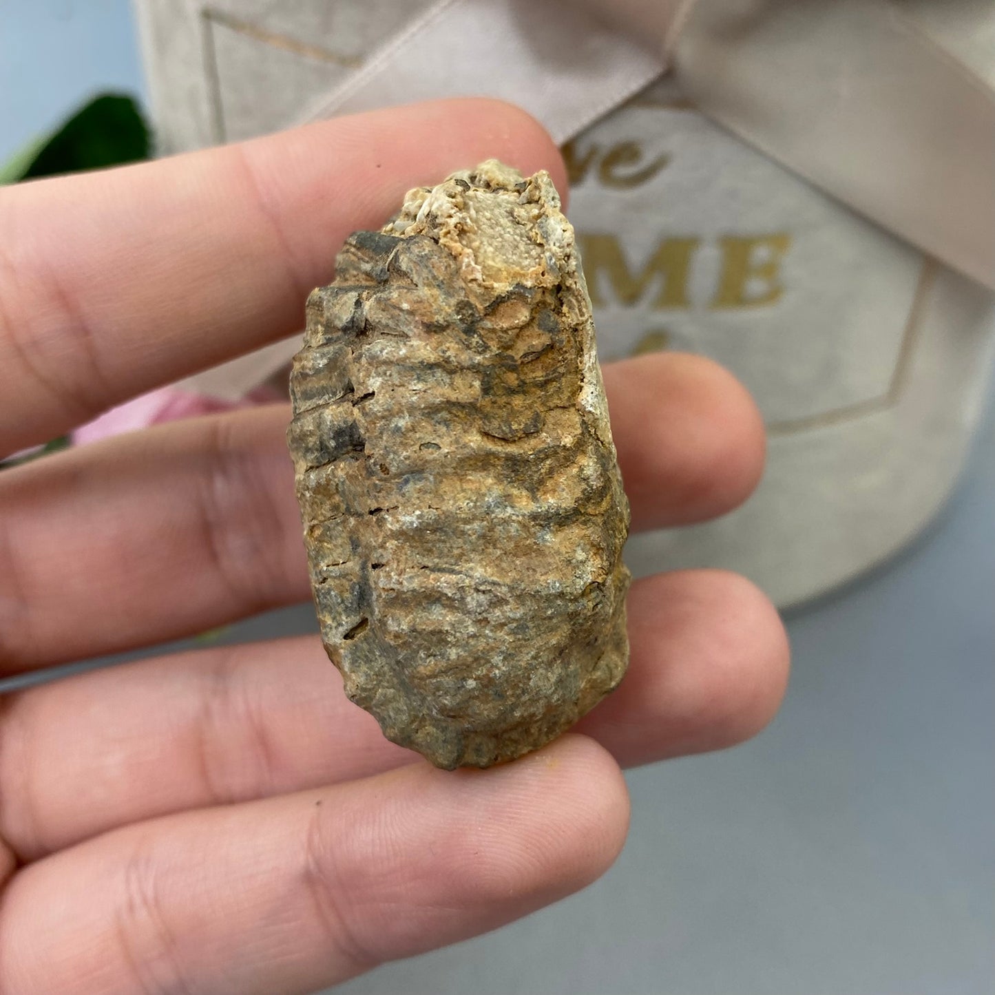 Trilobīts 36g.