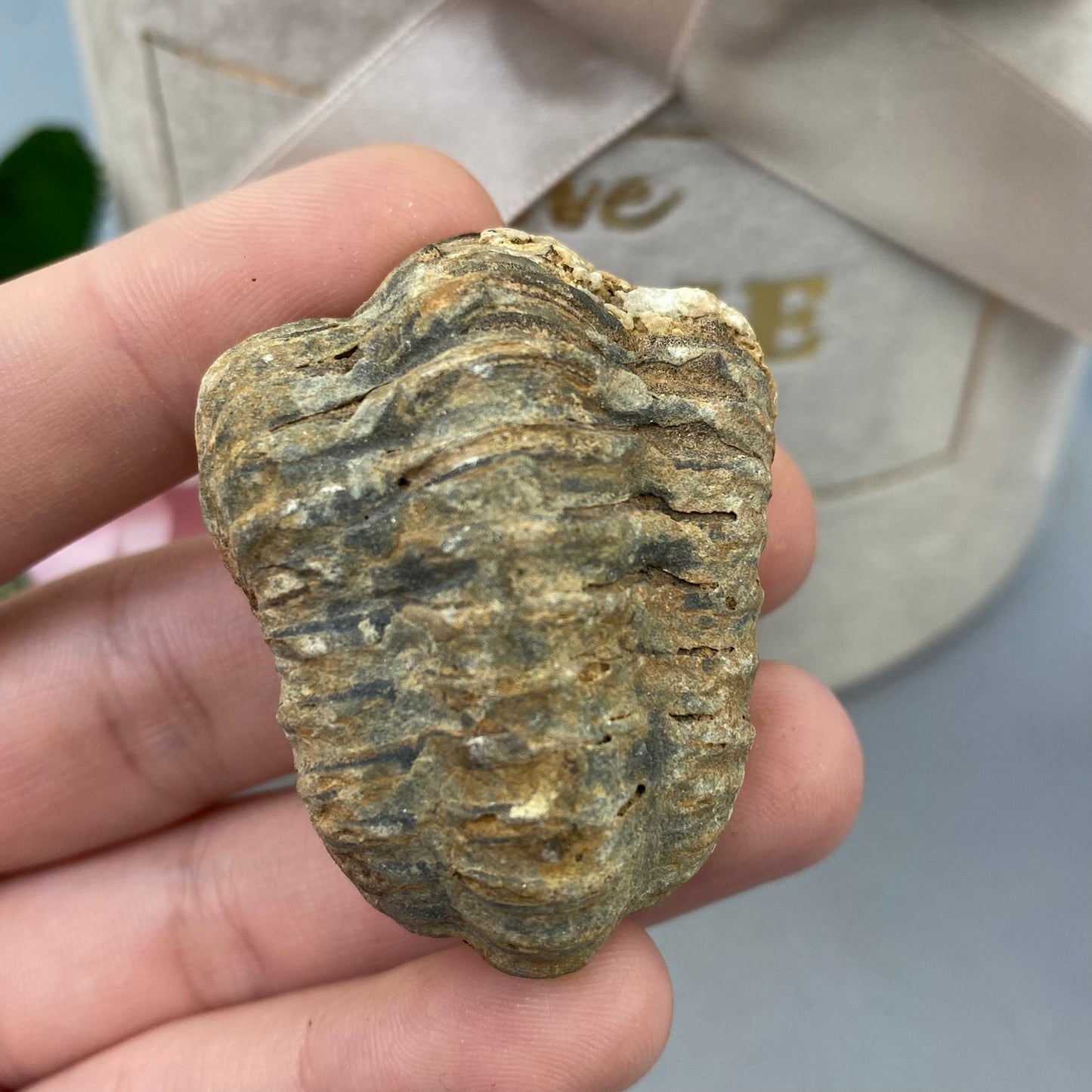 Trilobīts 36g.
