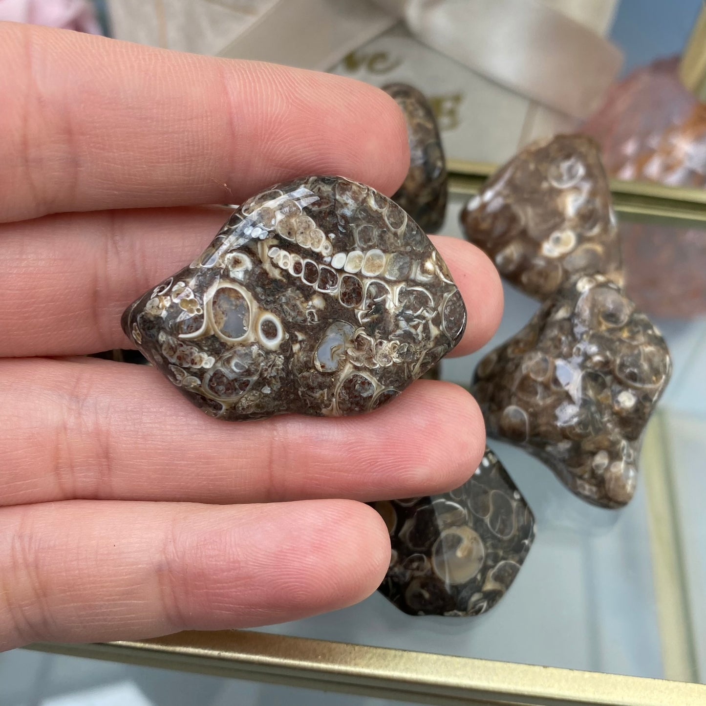 Turritella Agate (1 pc.)