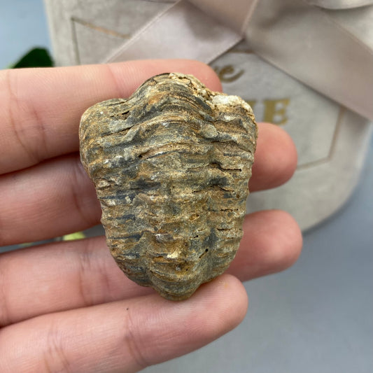 Trilobīts 36g.