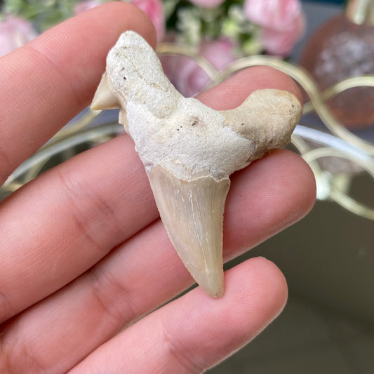 Haizivs zobs-fosīlija (izmērs-M)